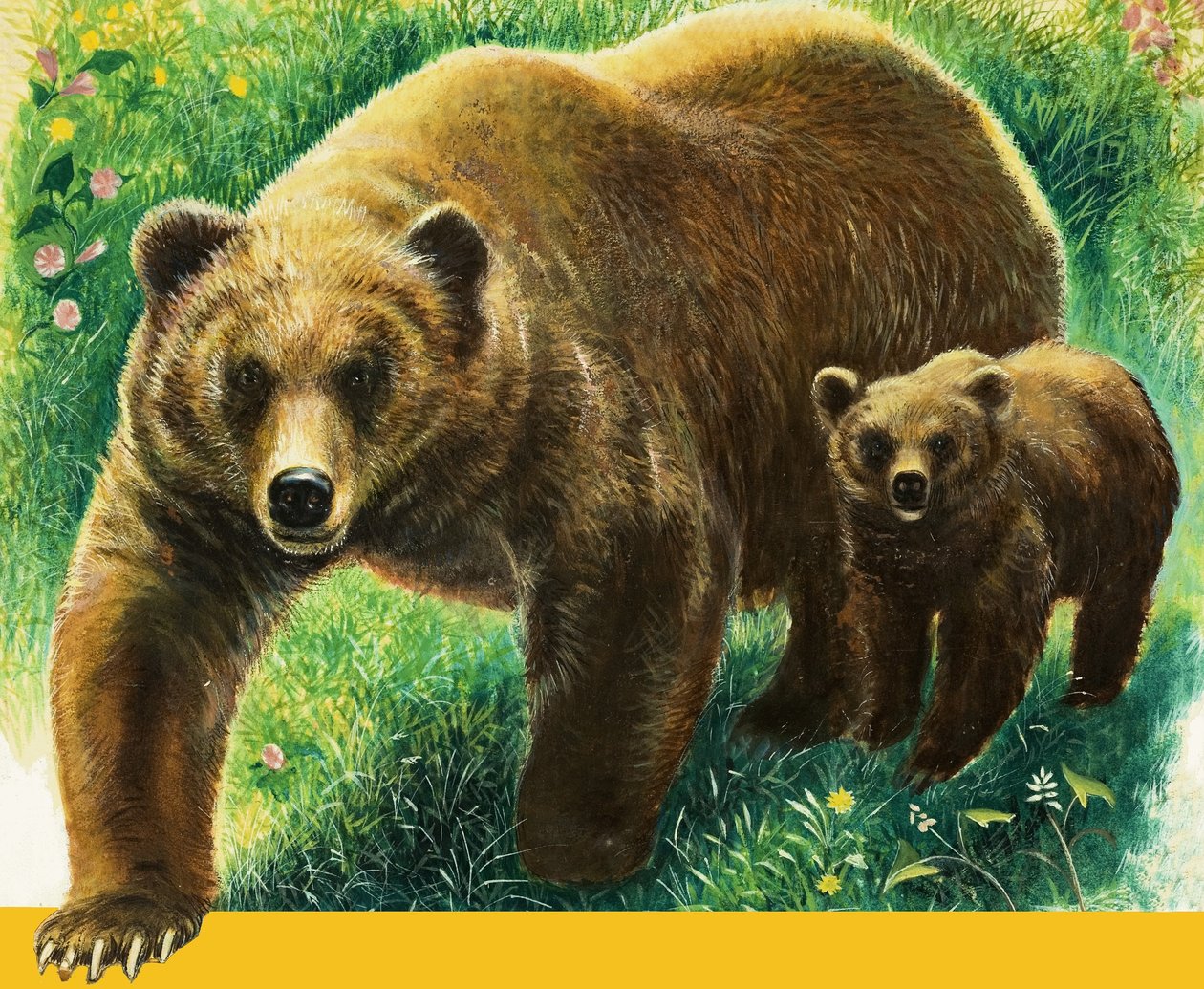 Orso bruno e cucciolo da English School