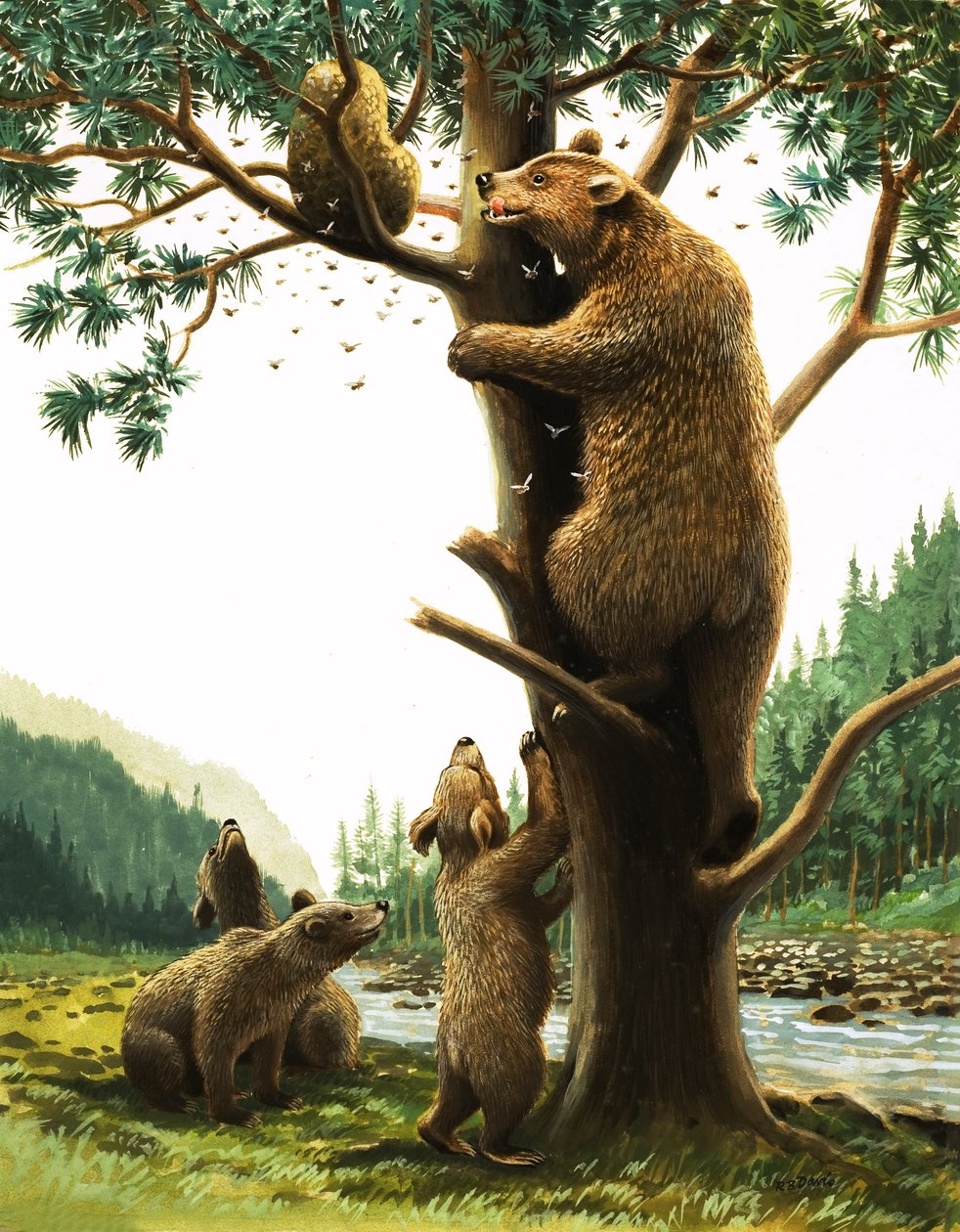 Orso bruno che si arrampica su un albero, attratto dal miele (gouache su carta) da English School