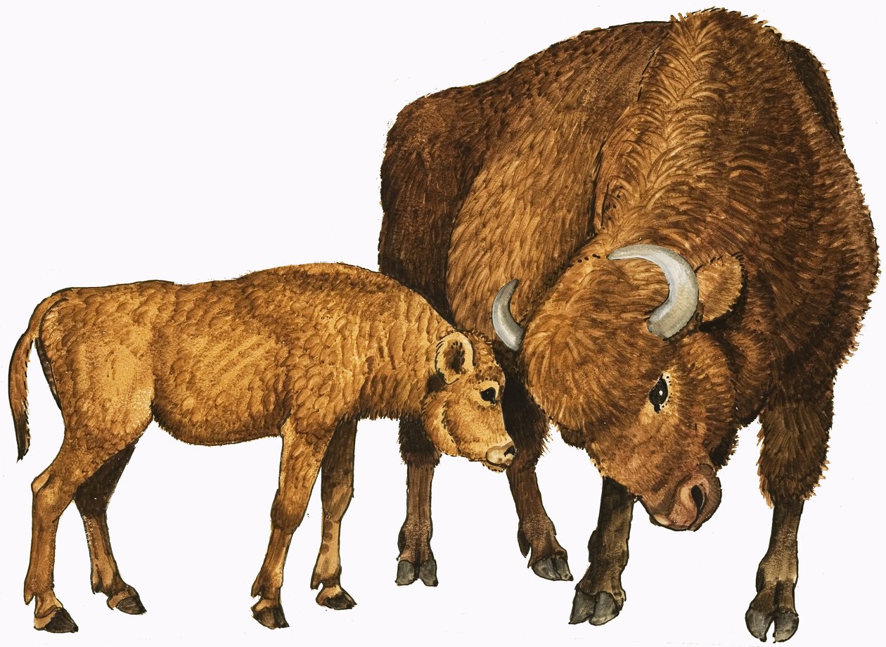 Bufalo e vitello da English School