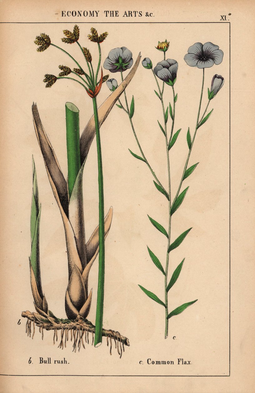 Giunco o giunco Cyperus e pianta di lino comune con fiori blu Linum usitatissimum, da "The Instructive Picturebook, or Lessons from the Vegetable World," [Charlotte Mary Yonge], Edimburgo da English School