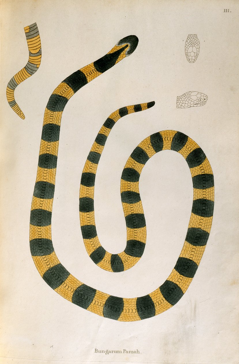 Serpente Bungarum Pam da An Account of Indian Serpents raccolti dalla Costa di Coromandel di Patrick Russell, Londra, 1796 da English School
