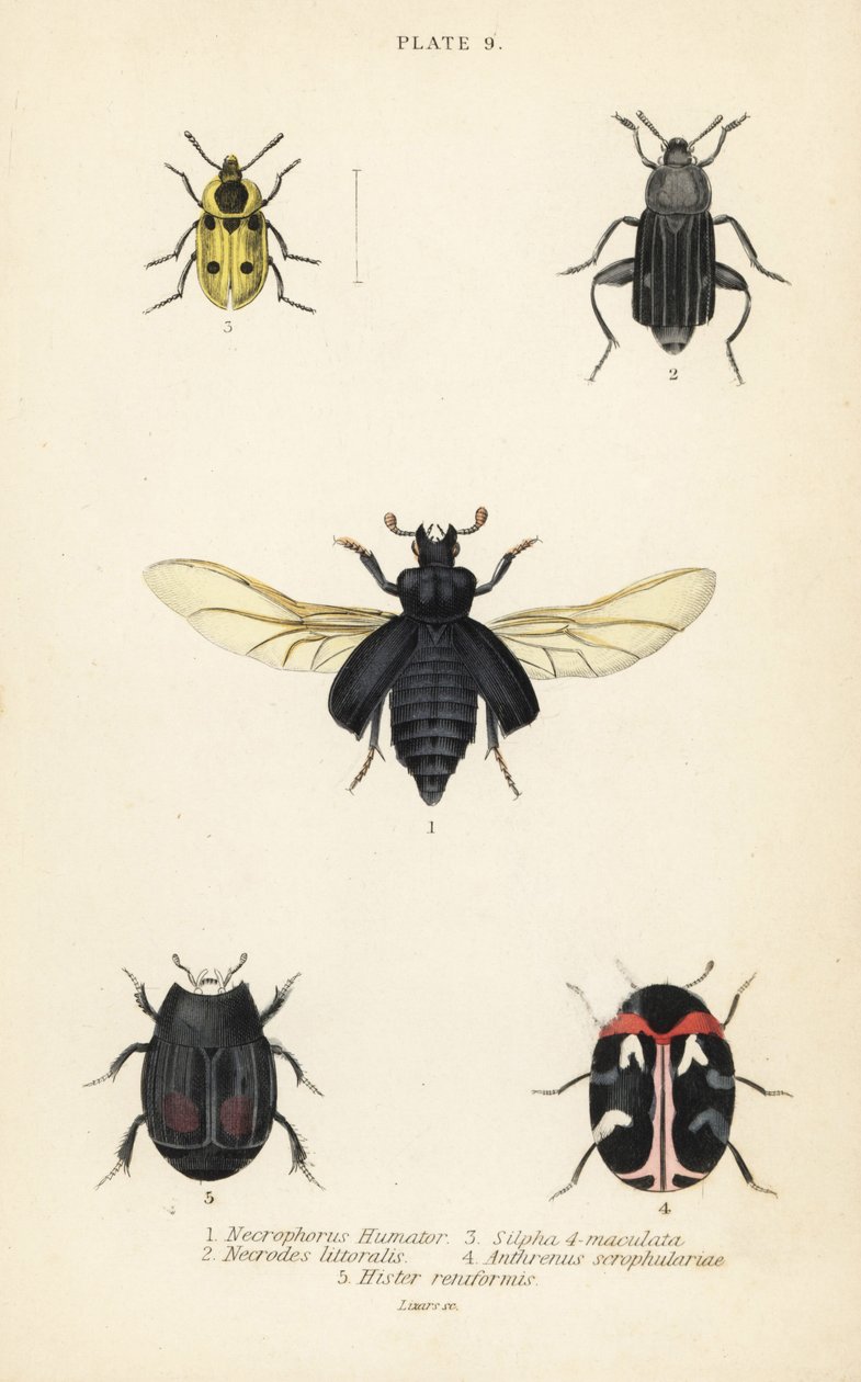 Scarabeo seppellitore, Nicrophorus humator 1, scarabei necrofagi, Necrodes littoralis 2, Dendroxena quadrimaculata 3, scarabeo dei tappeti, Anthrenus scrophulariae 4, e Hister quadrimaculatus var da English School