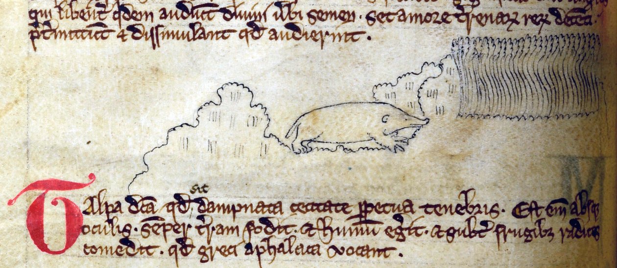 Talpa, dal Bestiario da English School