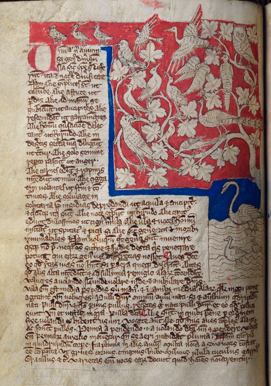 Uccelli, dal Bestiario da English School