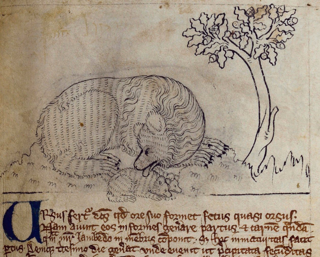 Orso, dal Bestiario da English School