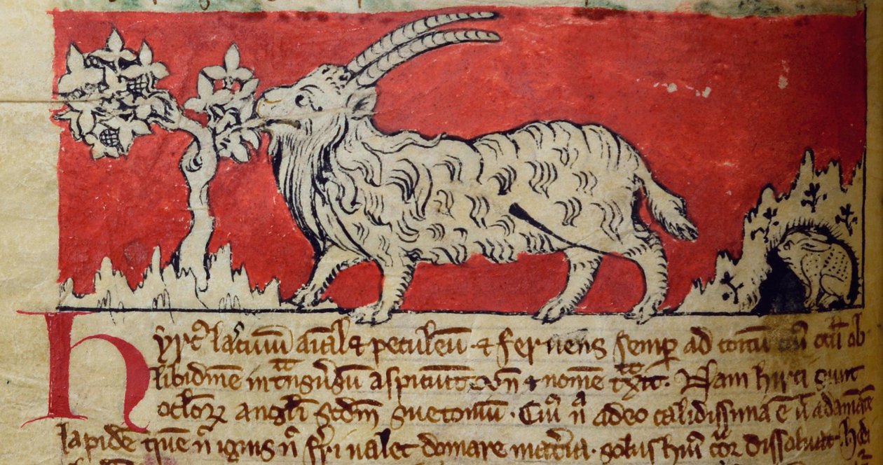 Capra, dal Bestiario da English School