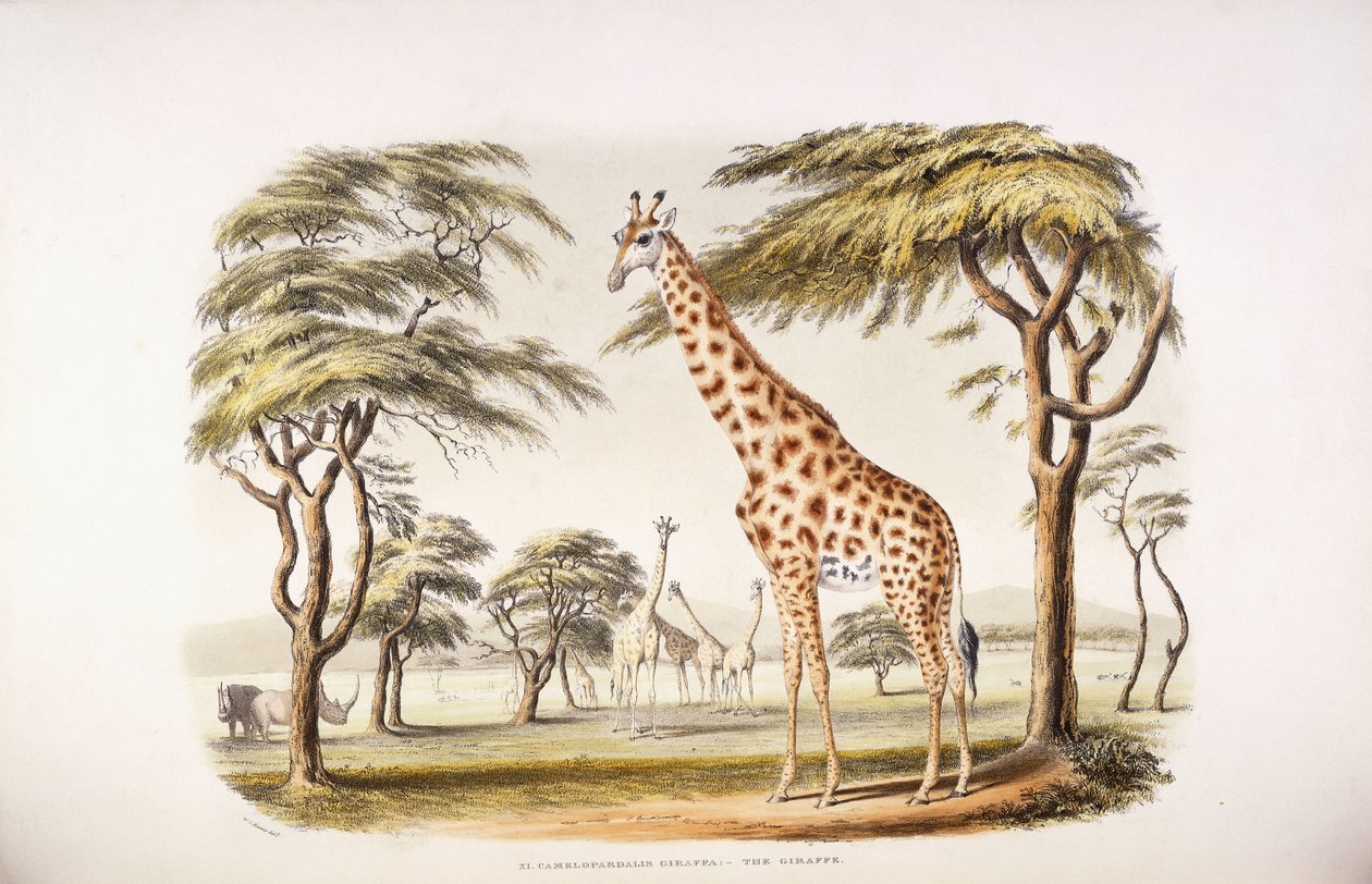 Camelopardalis Giraffa da English School