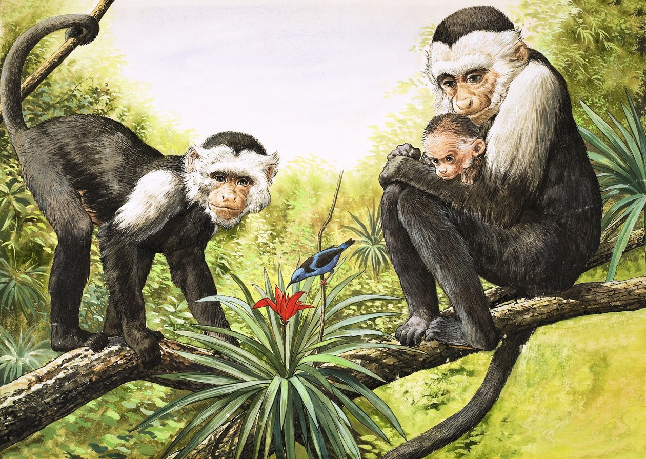 Scimmie cappuccine, illustrazione da "Il paese delle meraviglie della natura". da English School