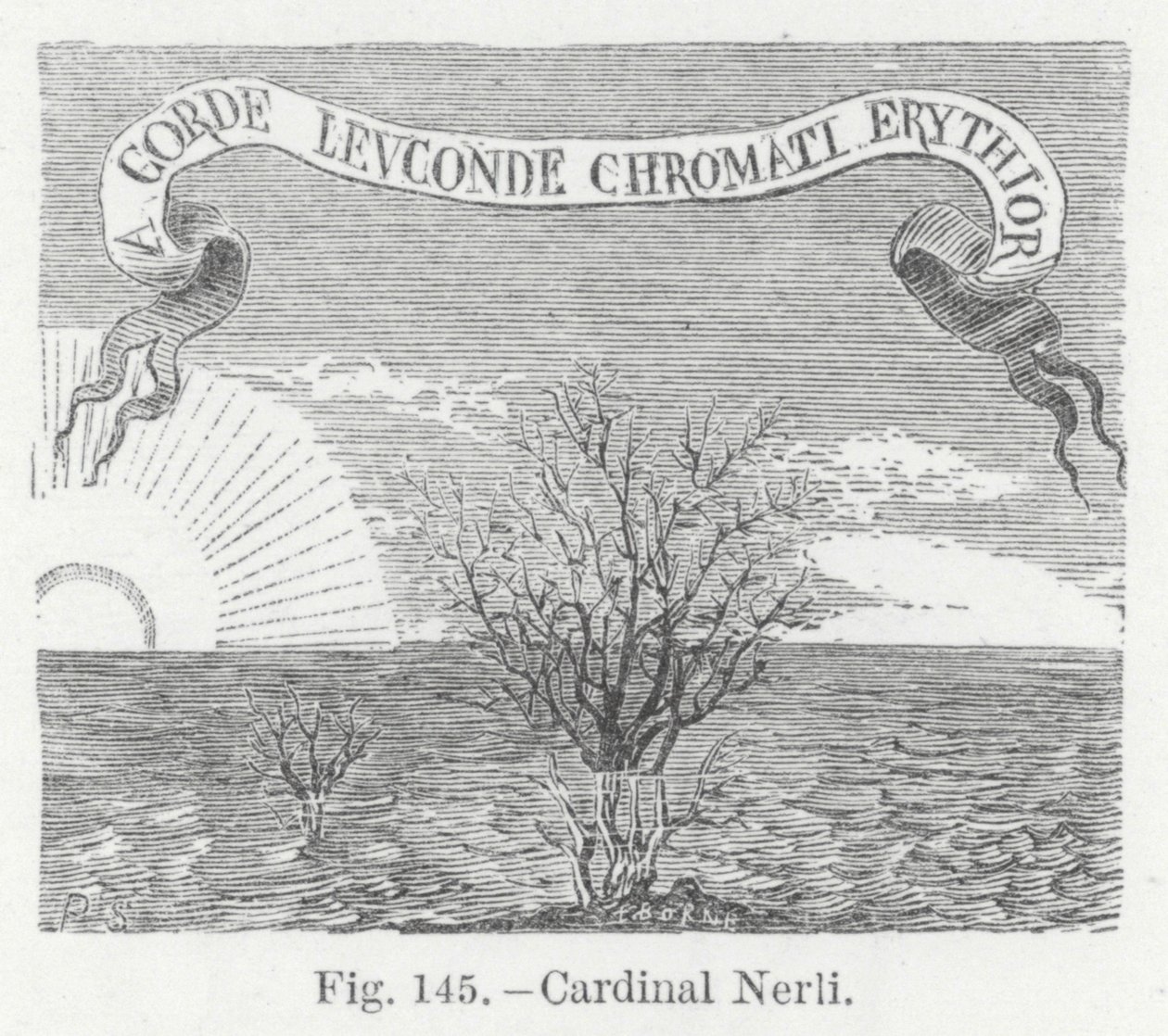 Il cardinale Nerli (incisione) da English School