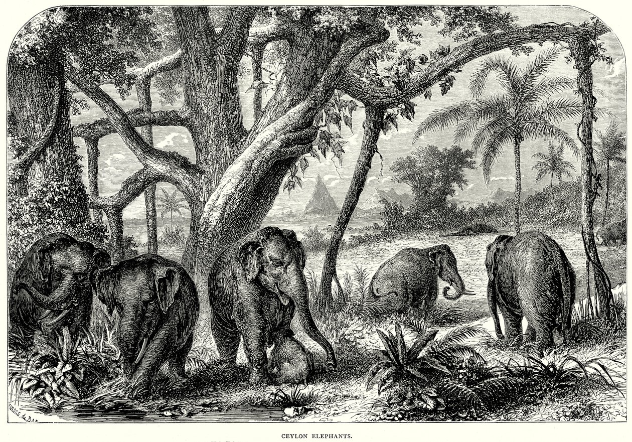 Elefanti di Ceylon (incisione) da English School