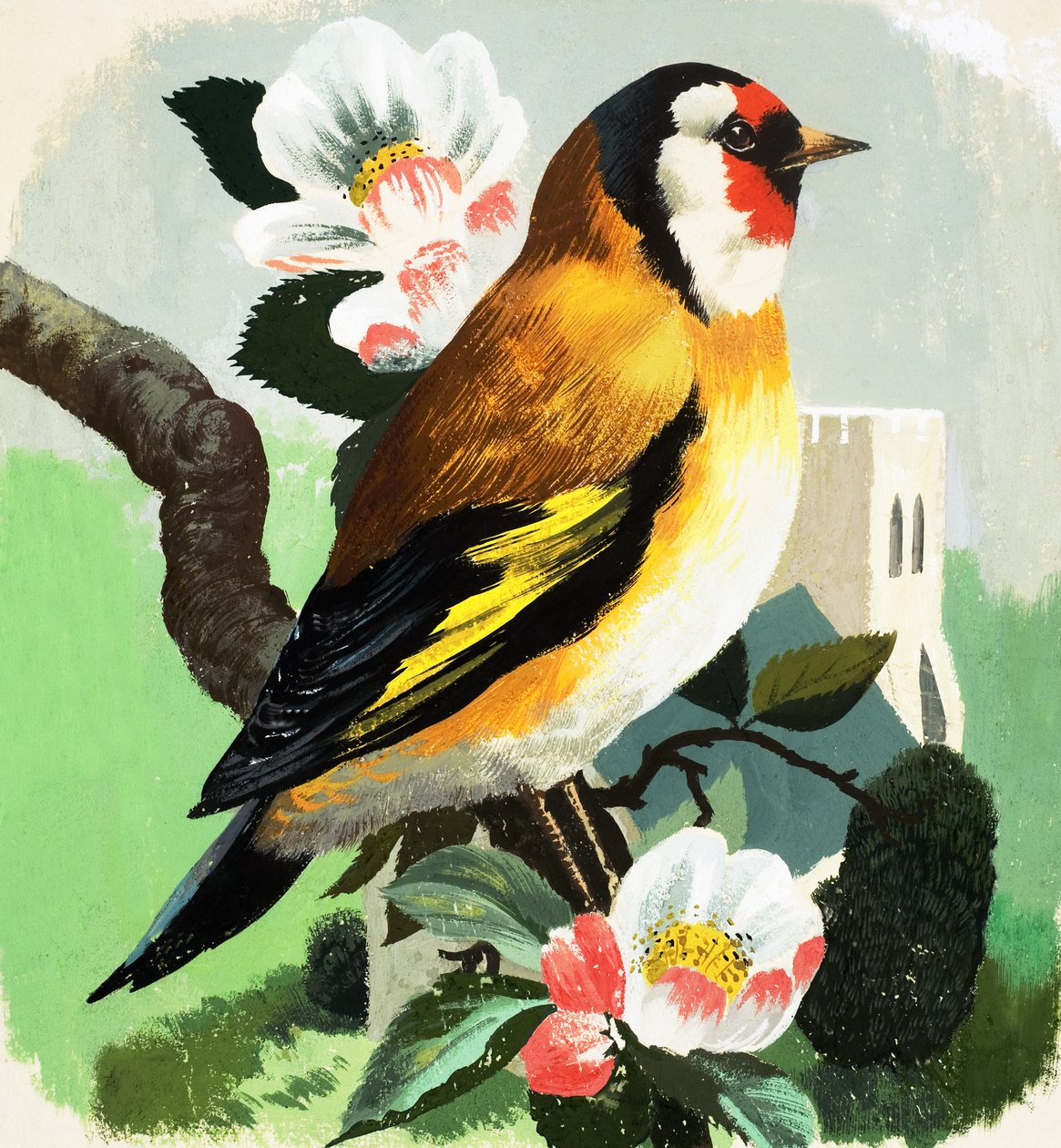 Fringuello (gouache su carta) da English School