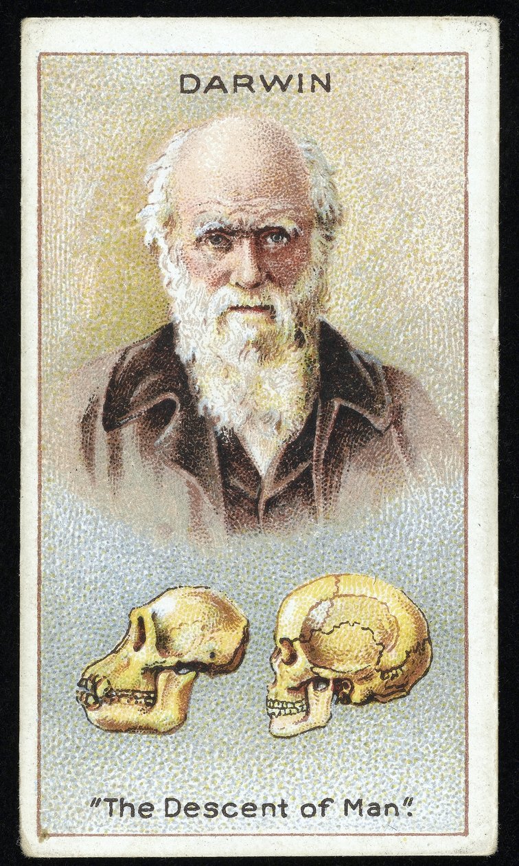 Charles Darwin, "L