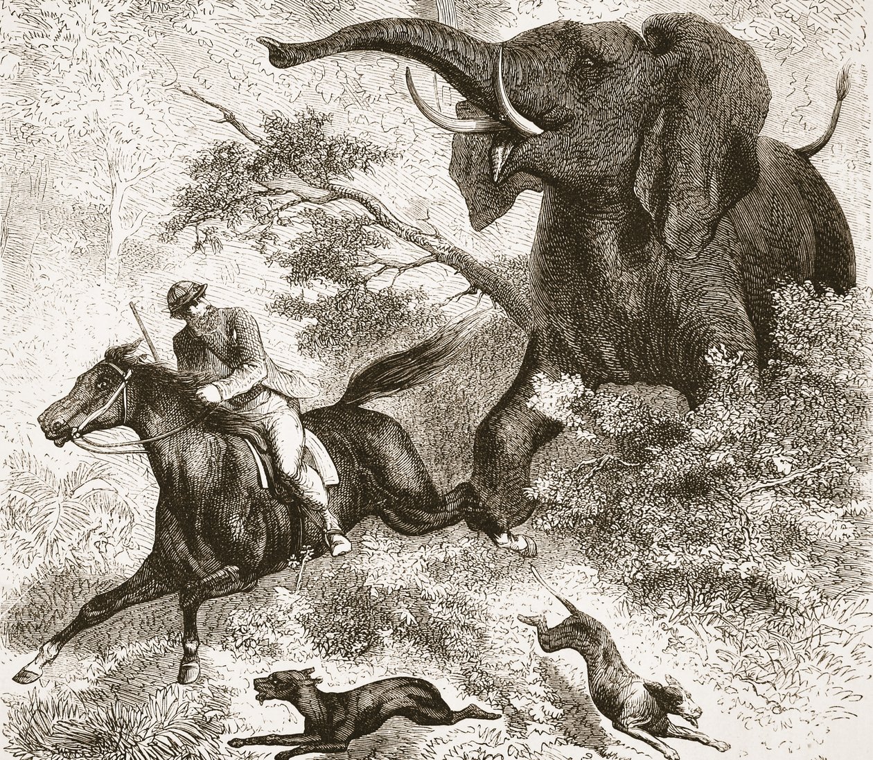 Inseguito da un elefante, illustrazione da L