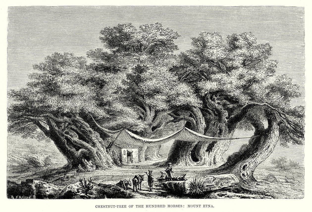 Castagno dei Cento Cavalli: L