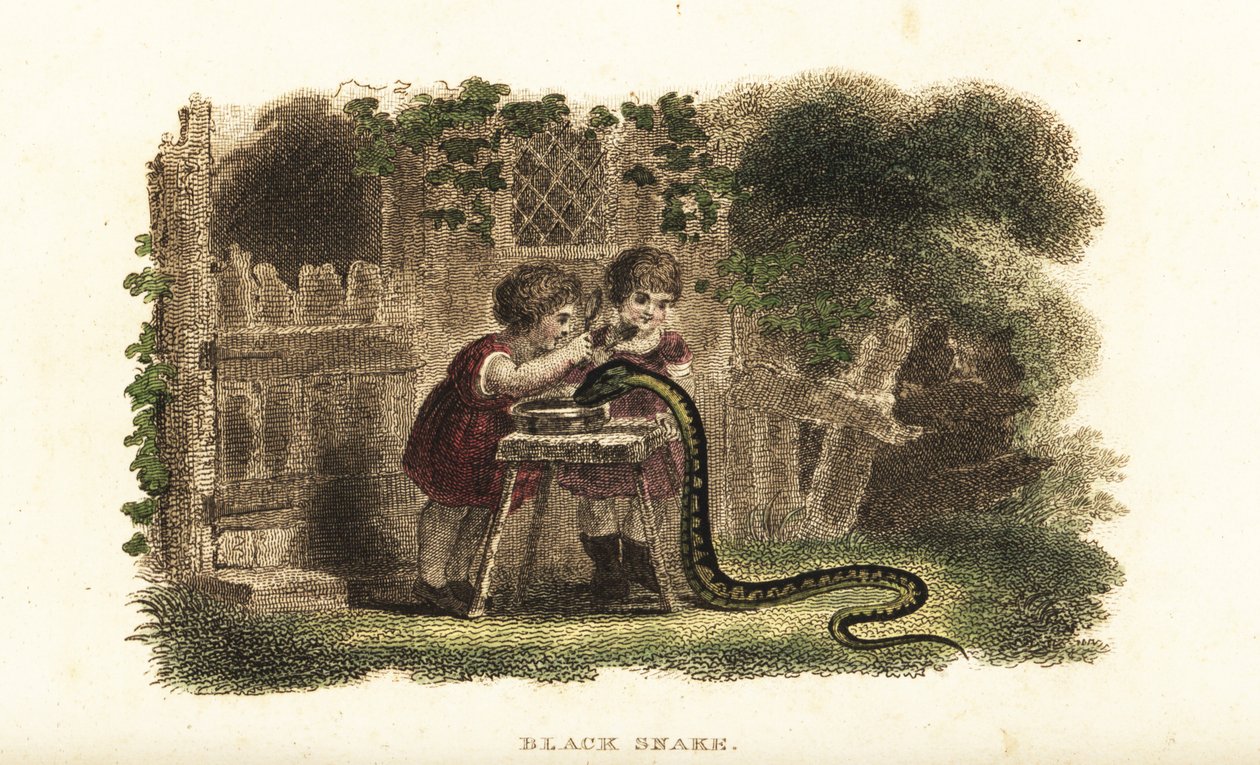 Bambini che usano cucchiai per colpire la testa di un serpente nero che beve avidamente da un piattino di latte da English School