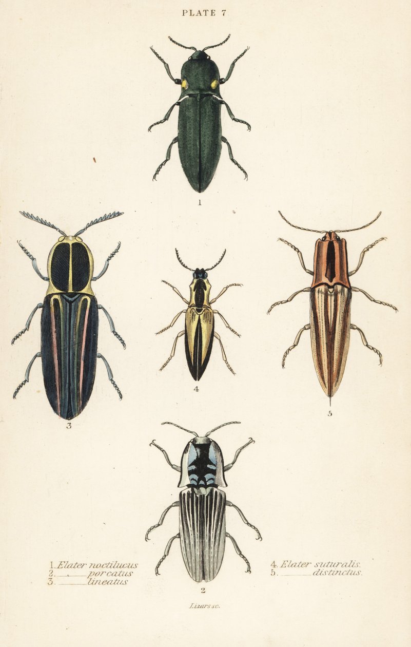 Scarabeo click: Elater faro, Pyrophorus noctilucus, Chalcolepidius porcatus, scarabeo click allineato, Agriotes lineatus, Elater suturalis, e Semiotus distinctus da English School