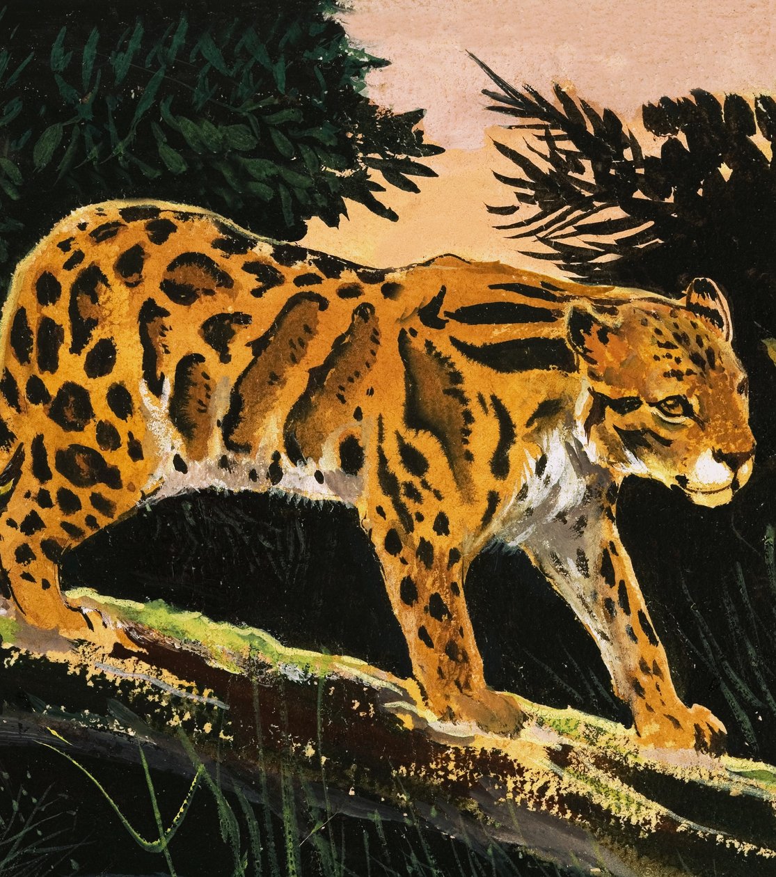 Leopardo nuvoloso da English School