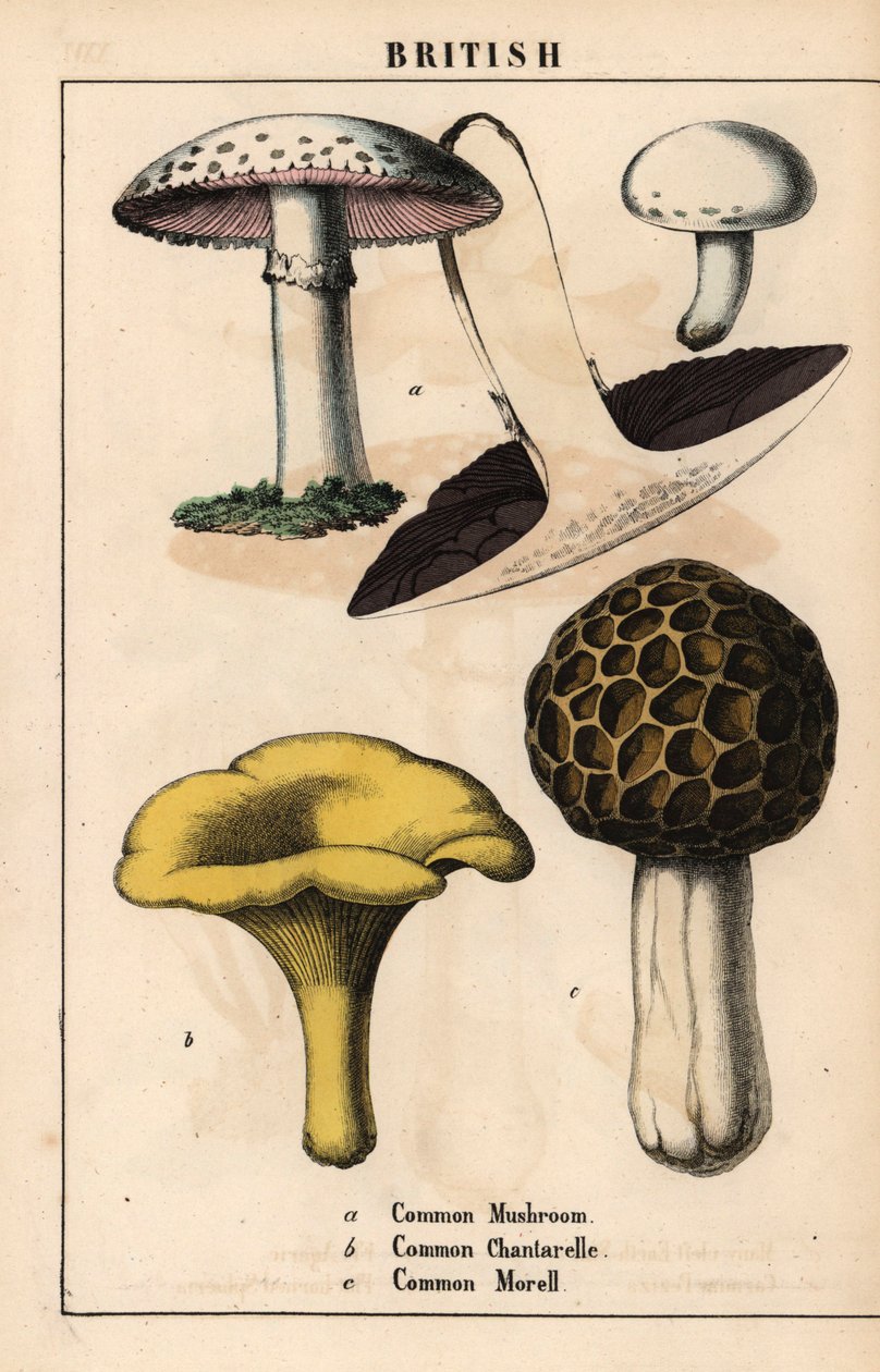 Fungo comune Agaricus, fungo gallinaccio dorato Cantharellus cibarius e fungo spugnola Morchella esculenta, da 