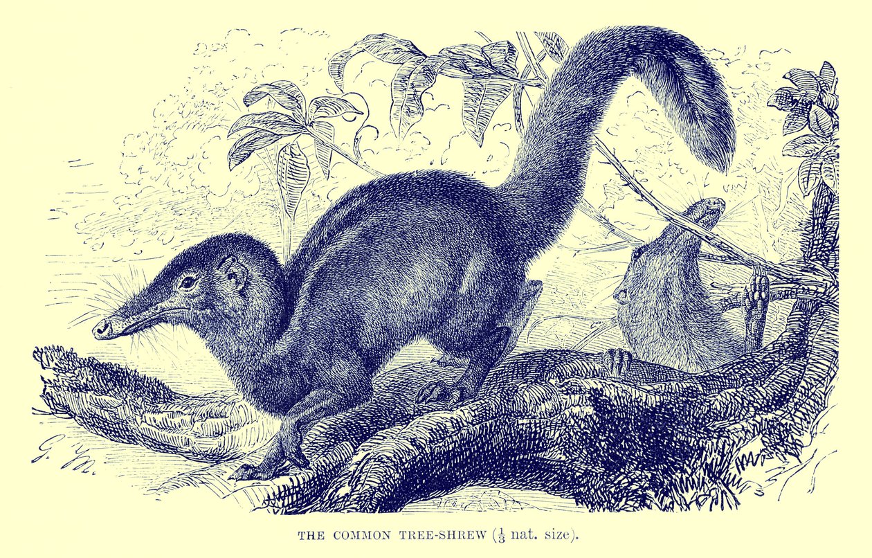 Topolino comune, illustrazione da "The Royal Natural History" (litografia) da English School