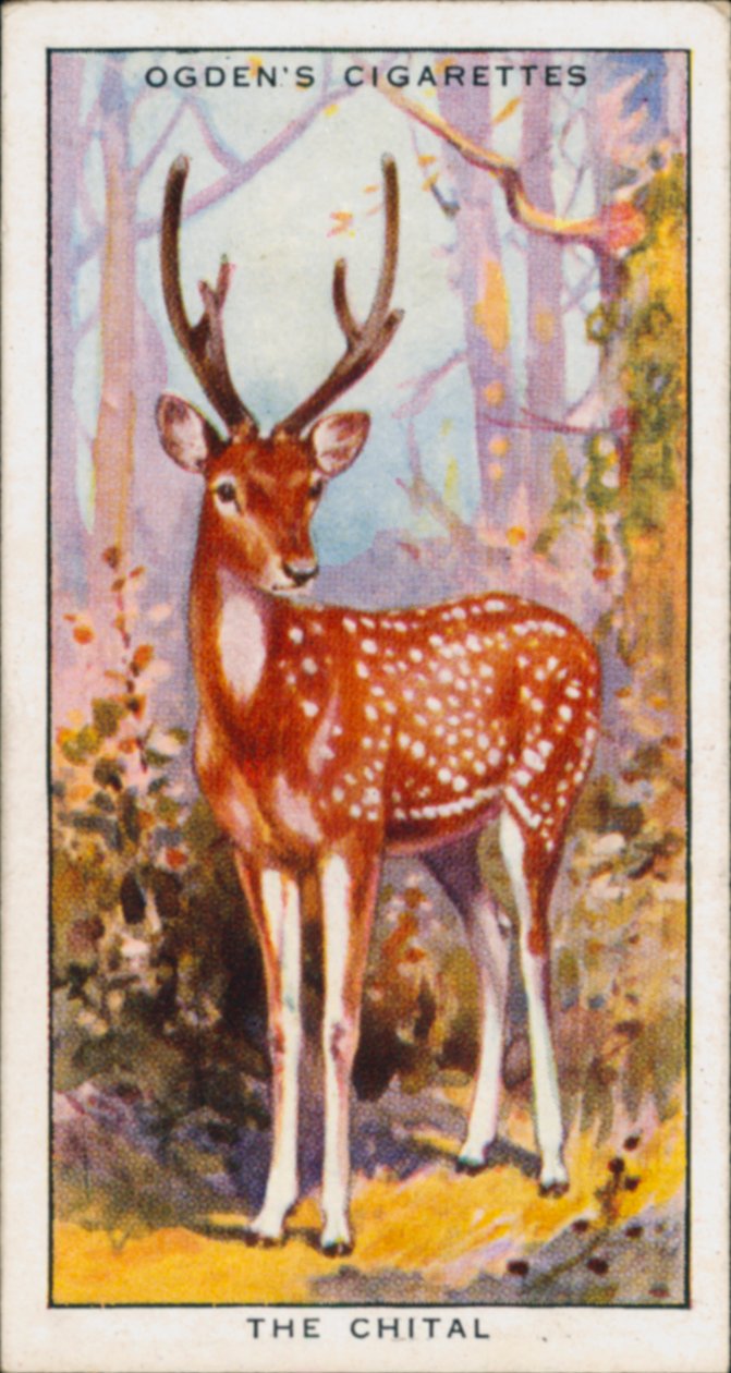Colori per la protezione, Animali, Il Chital (litografia a colori) da English School