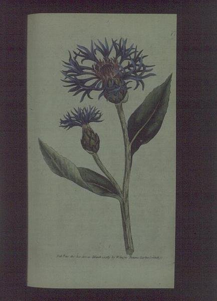 Fiordaliso (Centaurea montana), tavola 77 da 