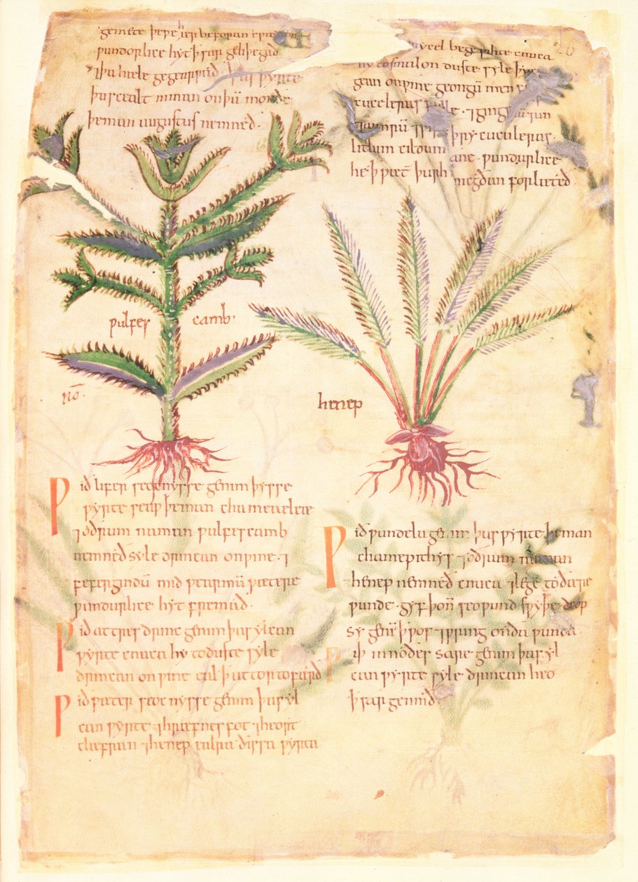 Illustrazioni del Wulfes Camb e Henep, da 