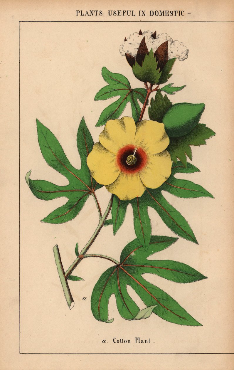 Pianta di cotone, con fiore giallo e capsula di cotone bianco, da 