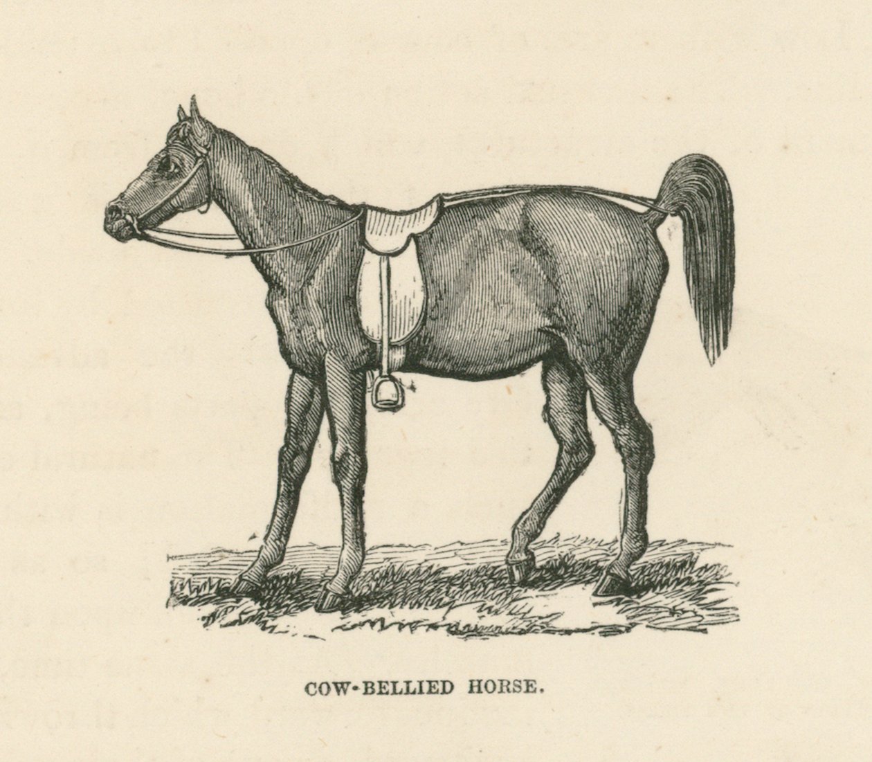 Cavallo dal ventre di mucca (incisione) da English School