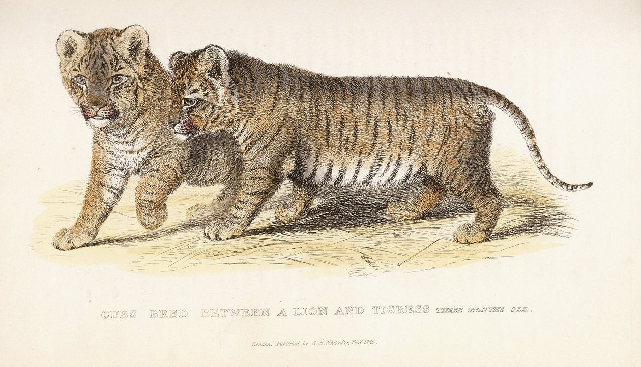 Cuccioli nati da un Leone e una Tigre, tre mesi, 1827-1835 da English School