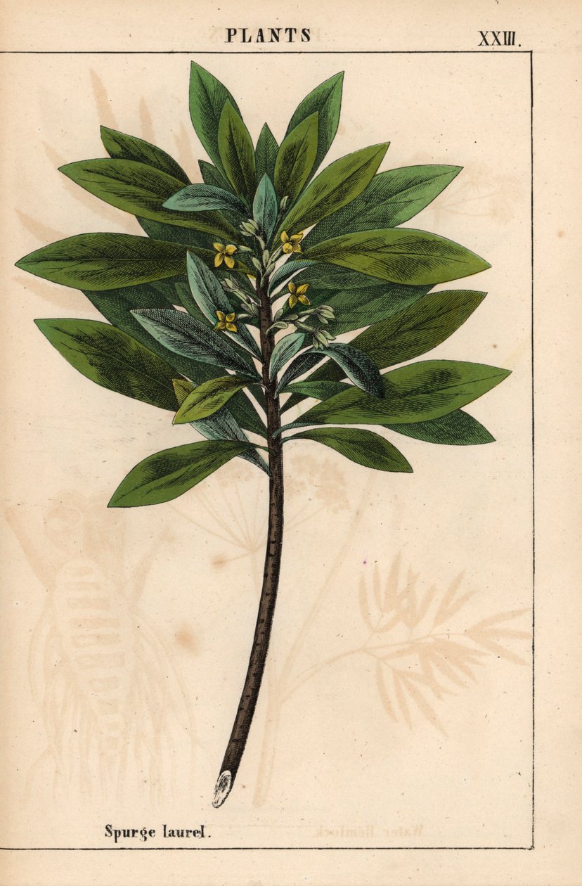 Daphne laureola o alloro spinoso, da 