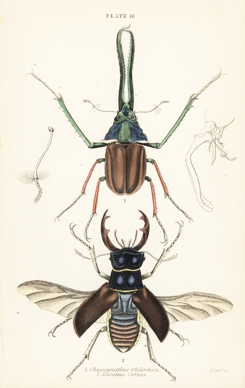 Scarabeo di Darwin, scarabeo cervo di Grant o scarabeo cervo cileno, Chiasognathus grantii 1, e scarabeo cervo europeo, Lucanus cervus 2 da English School