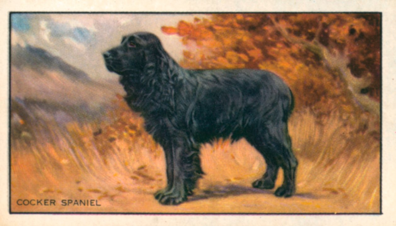 Cani: Cocker Spaniel (litografia a colori) da English School
