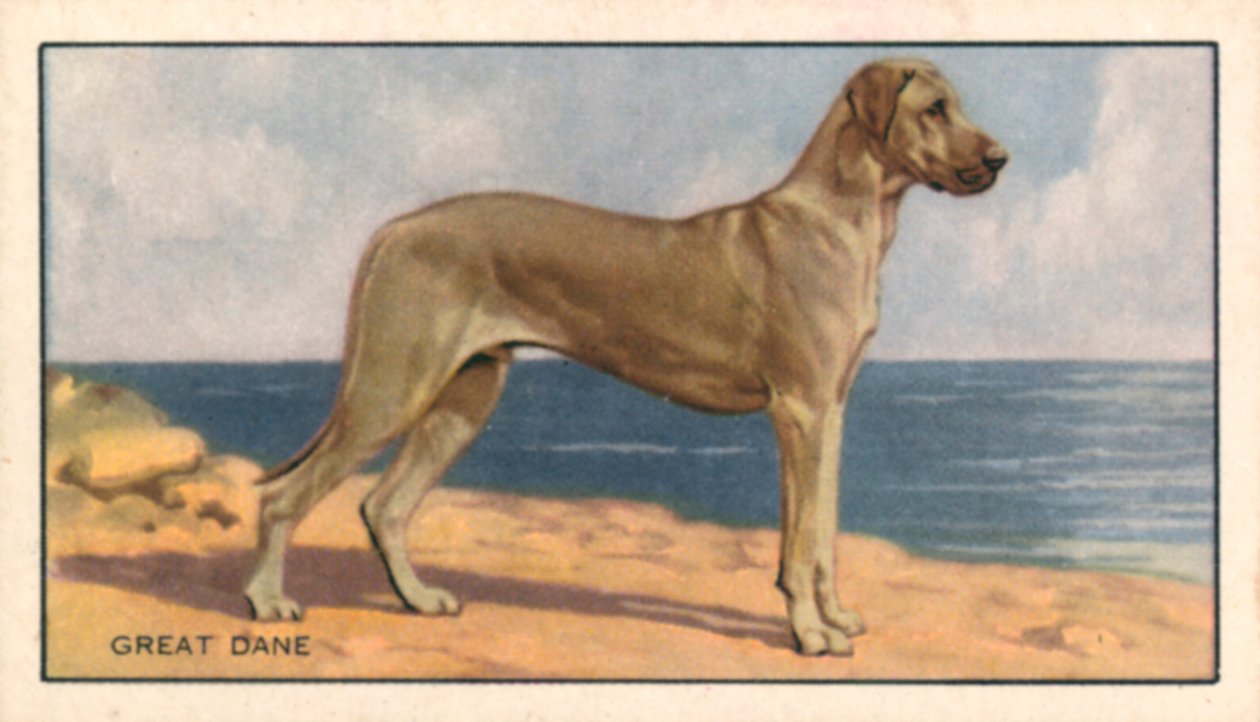 Cani: Alano (litografia a colori) da English School