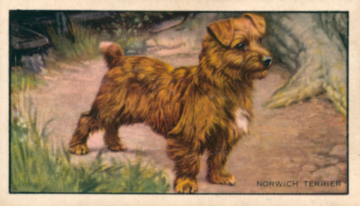 Cani: Norwich Terrier (litografia a colori) da English School