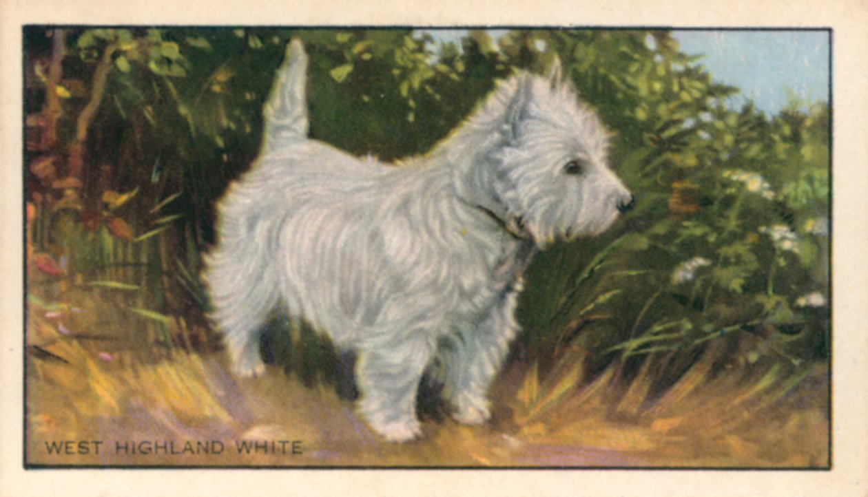 Cani: West Highland White (litografia a colori) da English School
