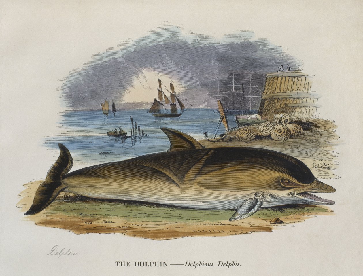 Delfino sulla riva, 1823 (incisione a colori) da English School