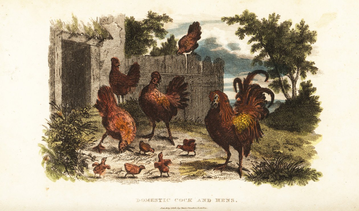 Gallo e gallina domestici con pulcini in un cortile da English School
