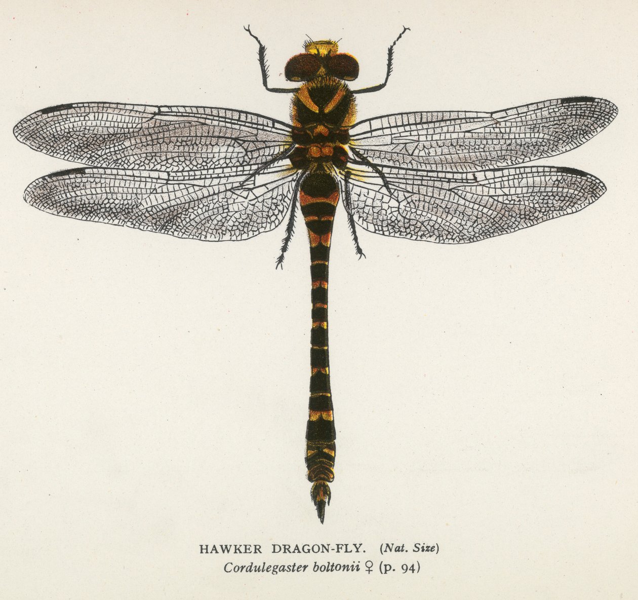 Libellule: Hawker Dragon-Fly (litografia a colori) da English School