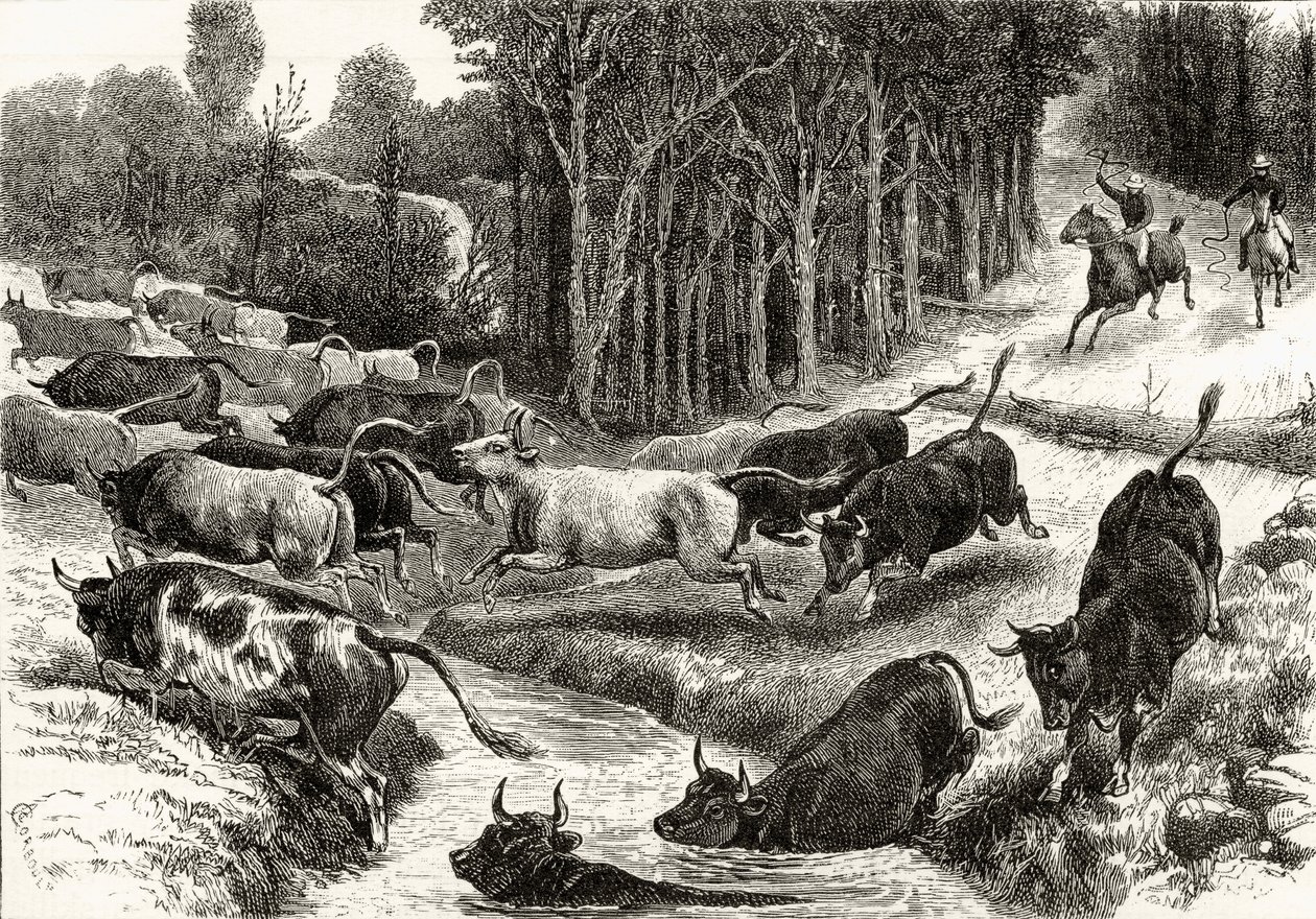 Guidare il bestiame in Australia, c.1880, da 