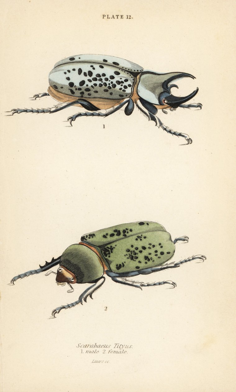 Scarabeo Ercole orientale, Dynastes tityus, maschio e femmina da English School