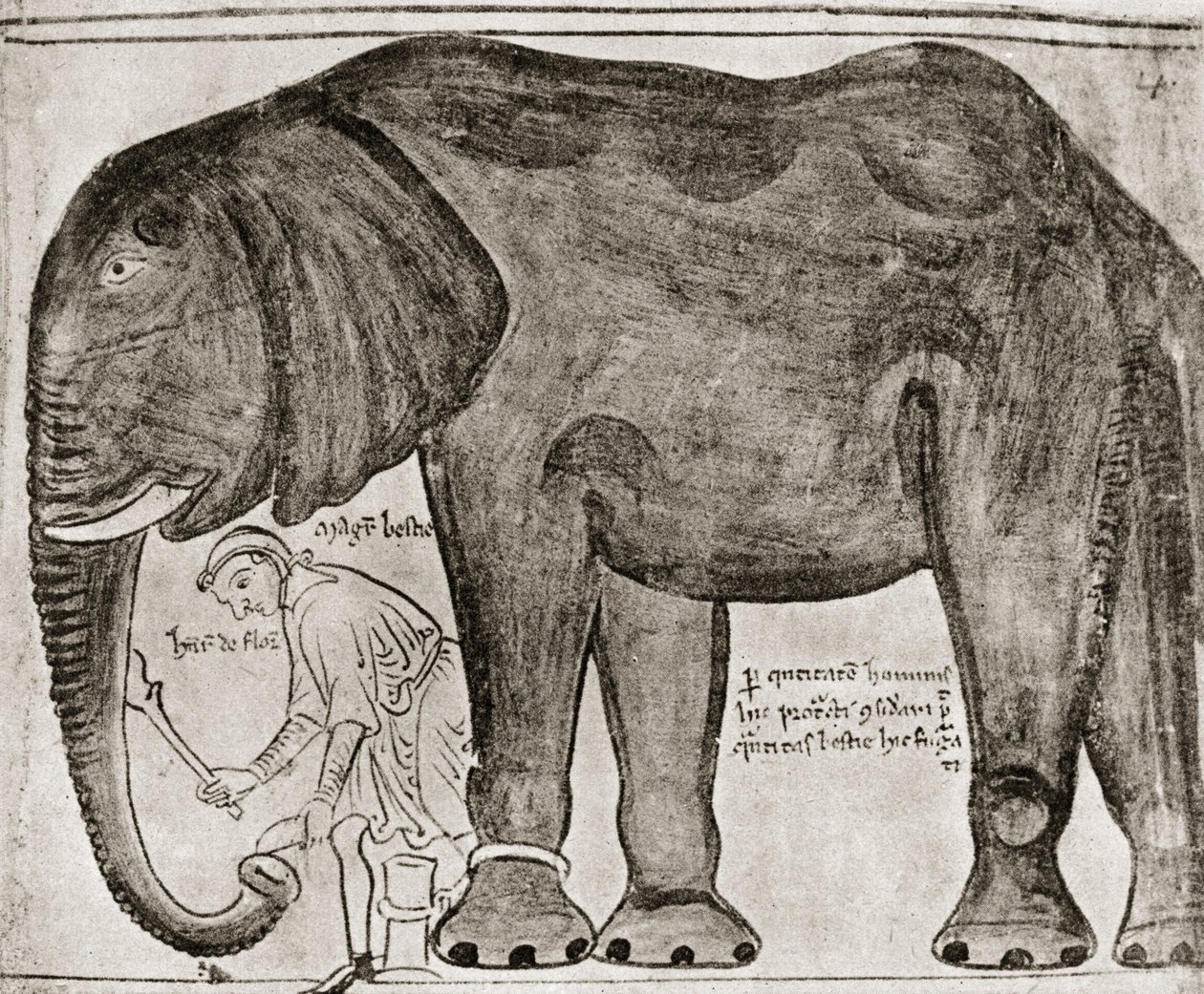 Elefante inviato da San Luigi a Enrico III, da "Historia Major", riprodotto in "English Historians". da English School