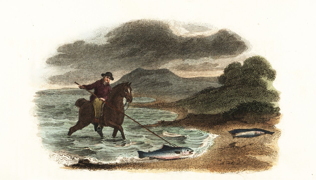 Pescatore inglese Graham che caccia il salmone nelle acque basse a cavallo con una lancia a tre punte di 5 metri da English School