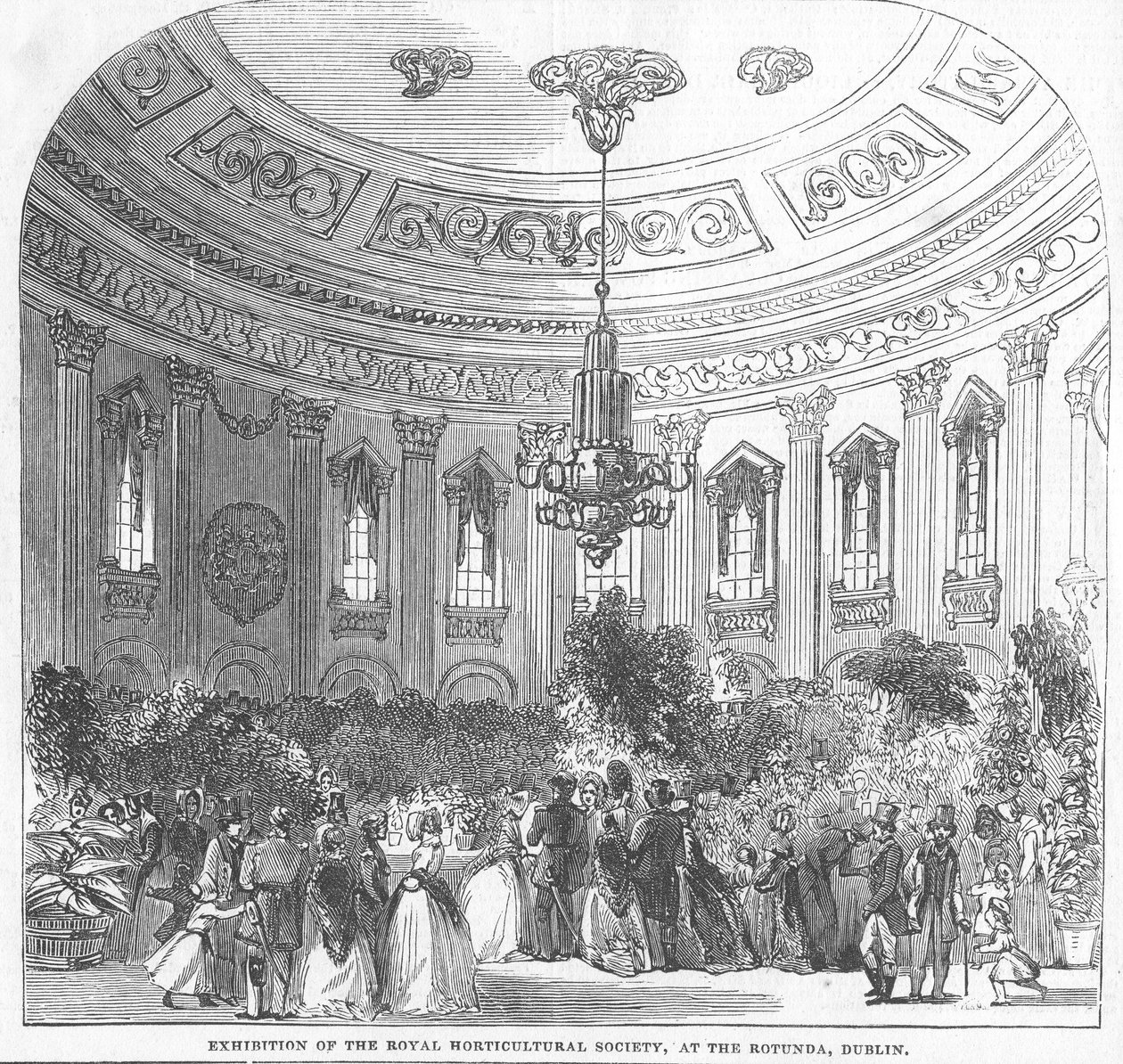 Esposizione della Royal Horticultural Society, alla Rotonda, Dublino, illustrazione da 