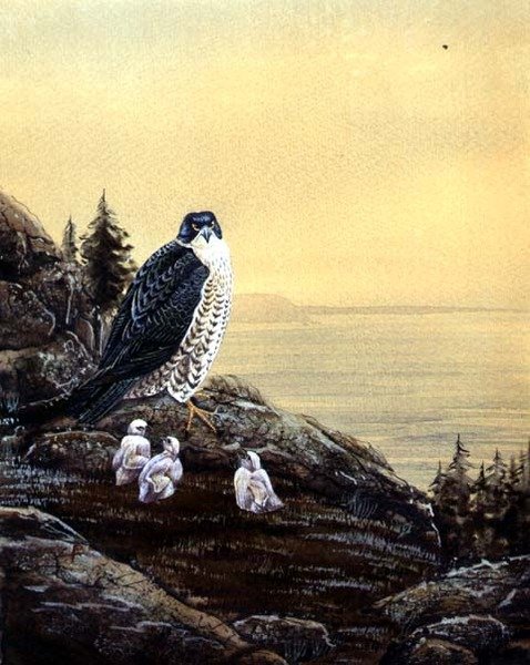 Falco con i suoi Pulcini, c.1890 da English School