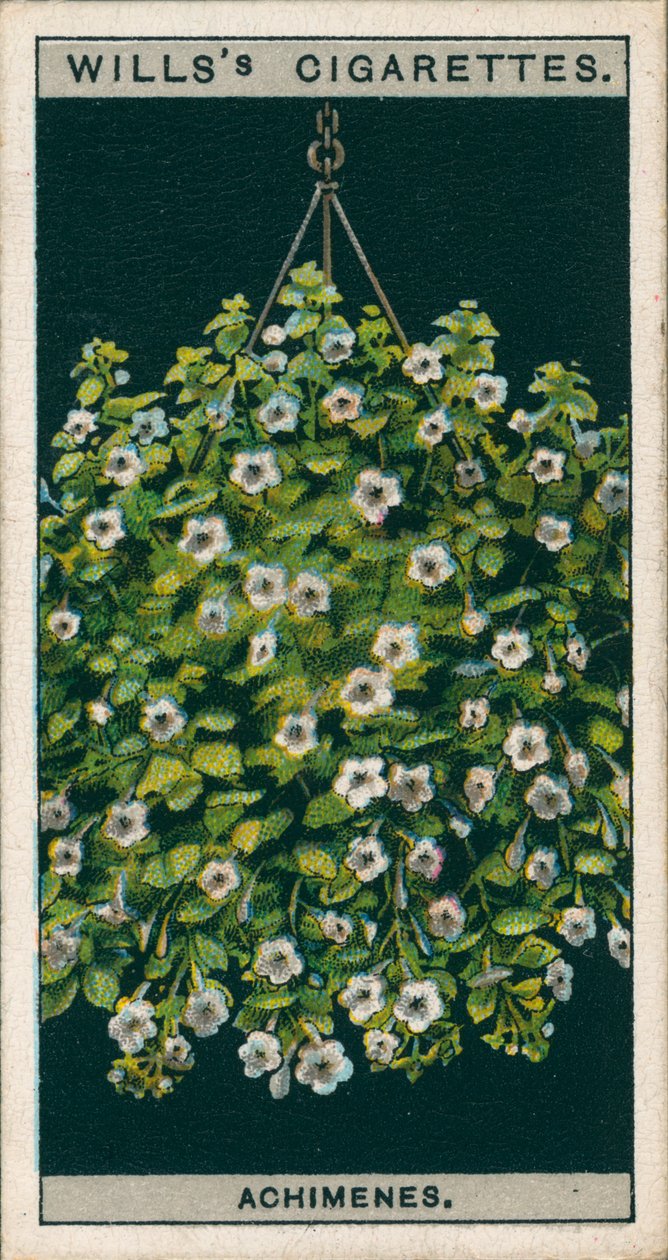 Coltura di fiori in vaso: Achimenes (chromolitho) da English School