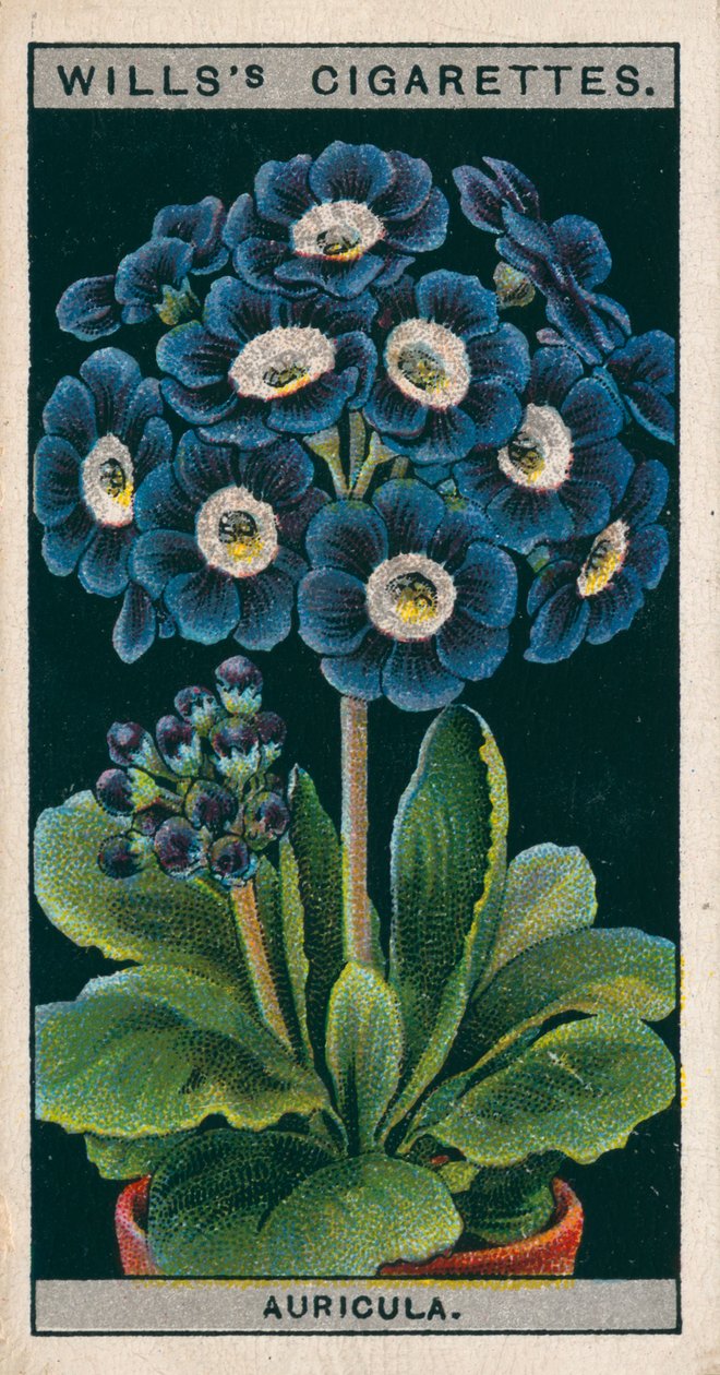 Coltura di fiori in vaso: Auricula alpina (chromolitho) da English School