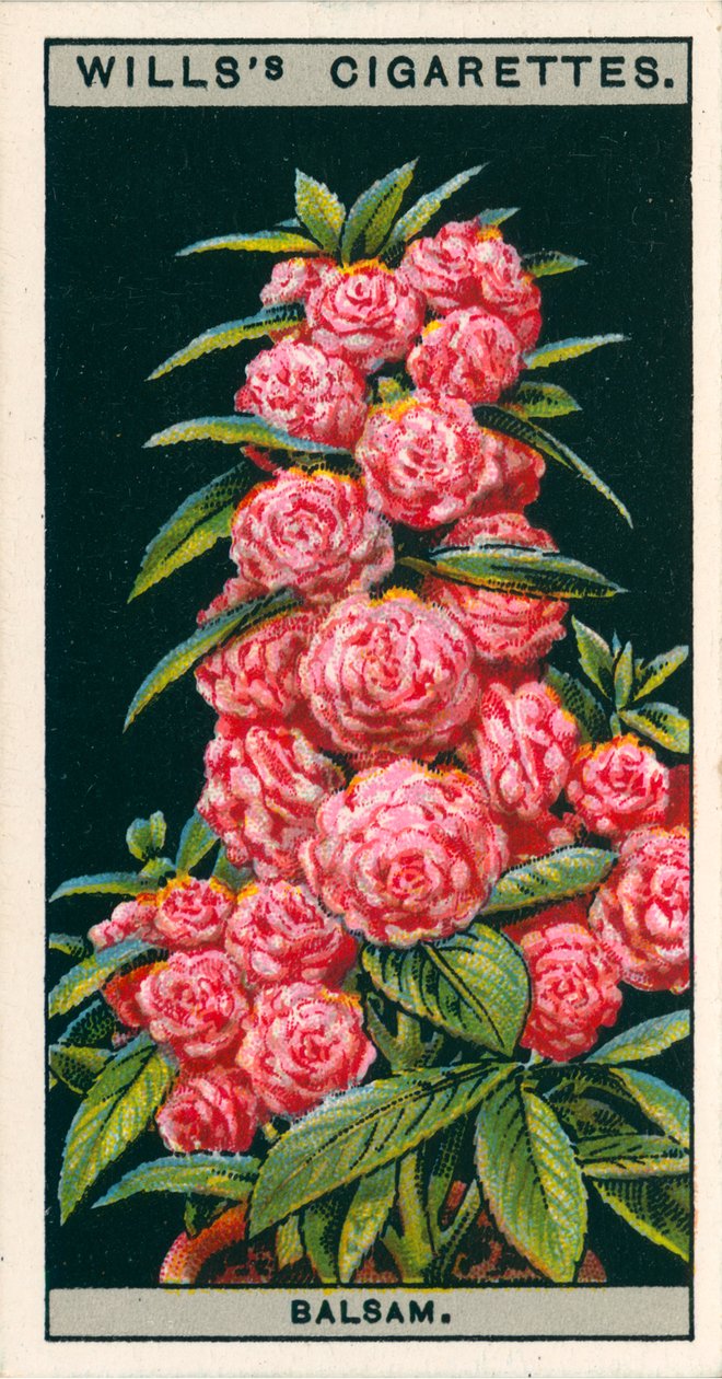 Coltura di fiori in vaso: Camelia-Fiore di balsamo (chromolitho) da English School
