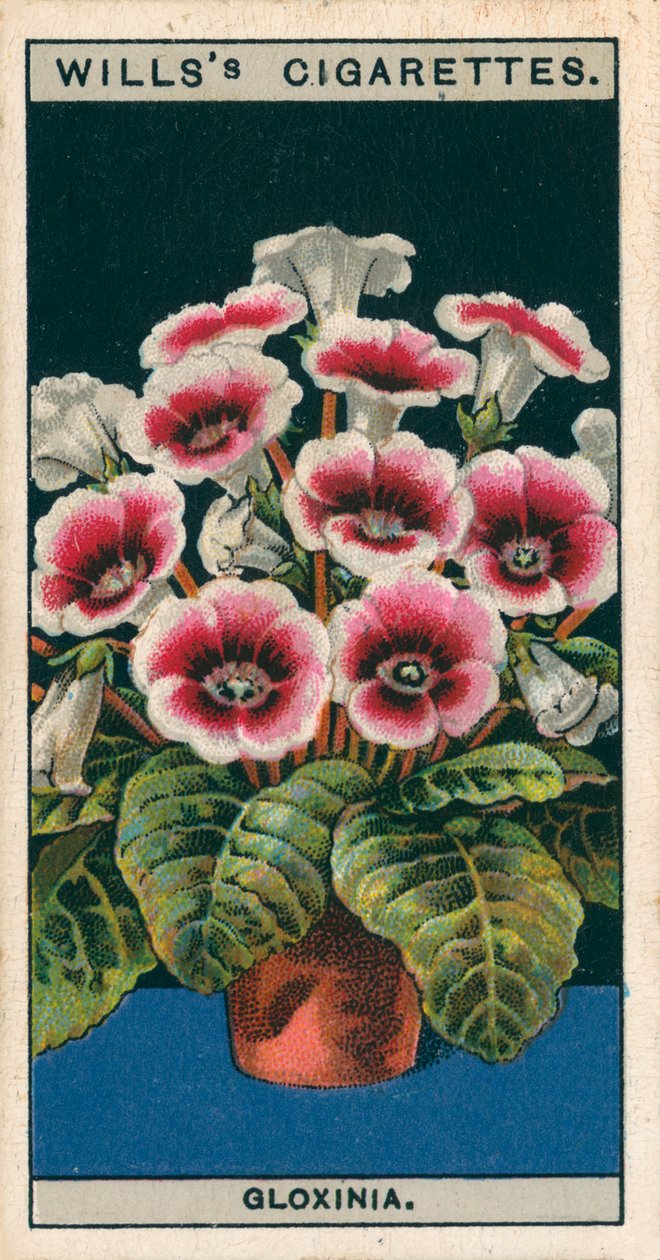 Coltura di fiori in vaso: Gloxinia (chromolitho) da English School