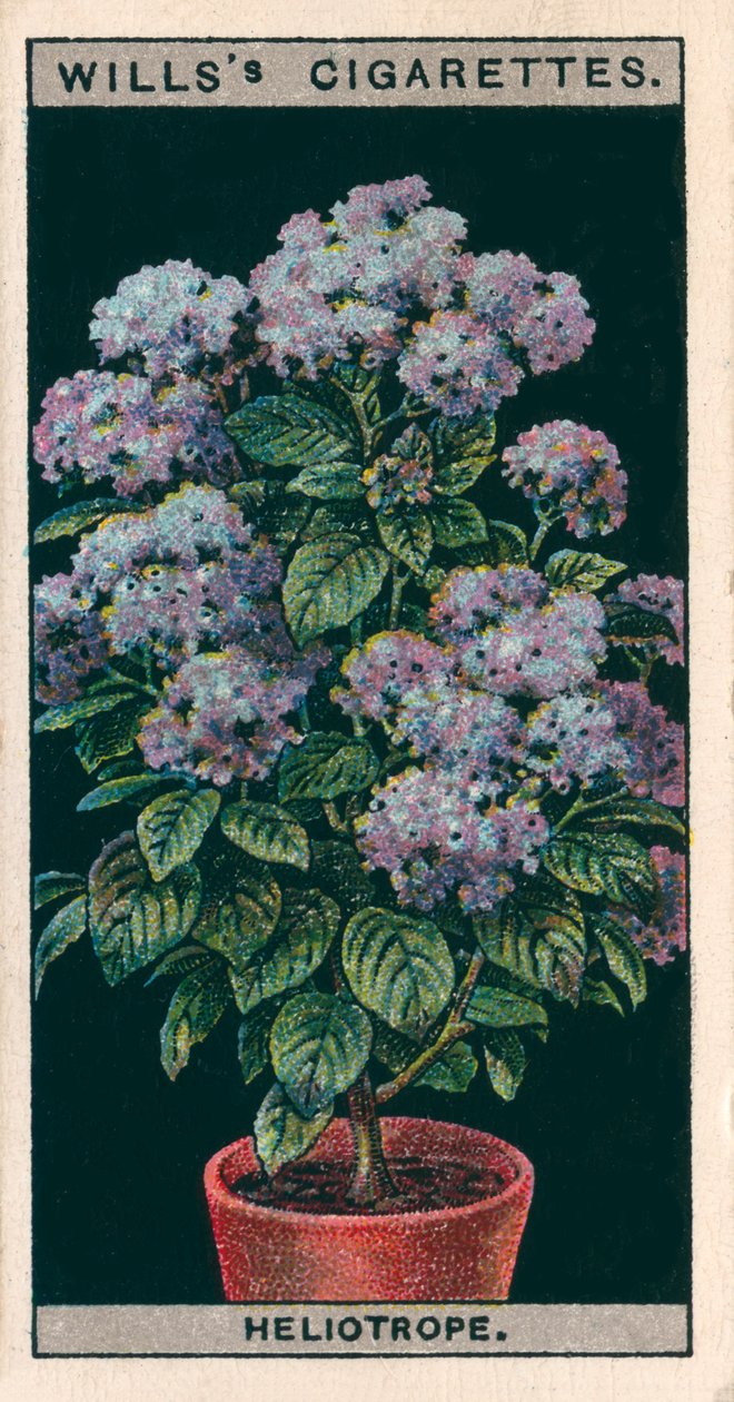 Coltura di fiori in vaso: Heliotrope o Cherry Pie (cromolito) da English School