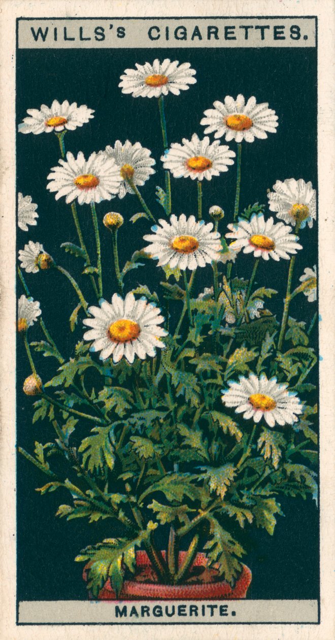 Coltura di fiori in vaso: Marguerite (chromolitho) da English School